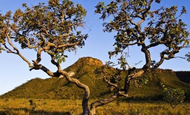 A importância do Cerrado brasileiro