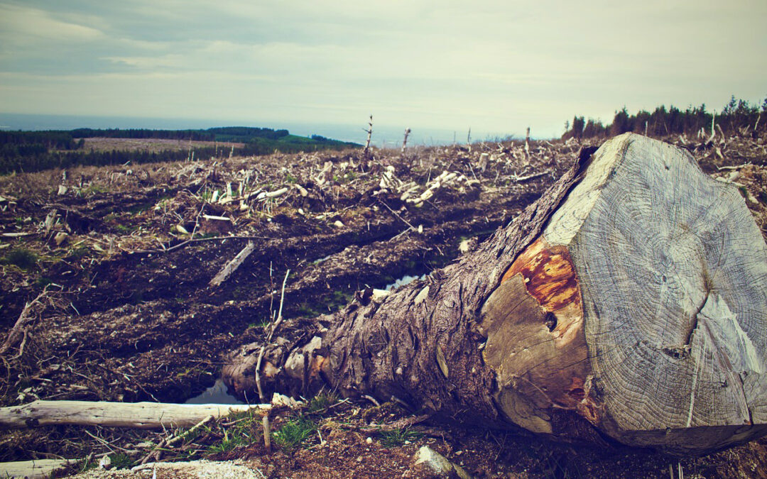 Deforestation in the Brazilian Cerrado Biome