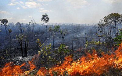 Consequences of fires in the Brazilian Cerrado