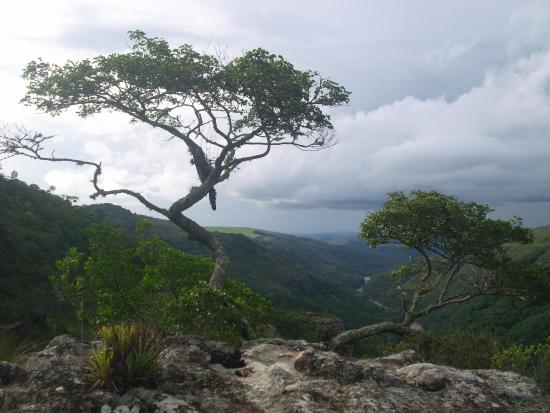 Plantas do Cerrado e suas propriedades medicinais