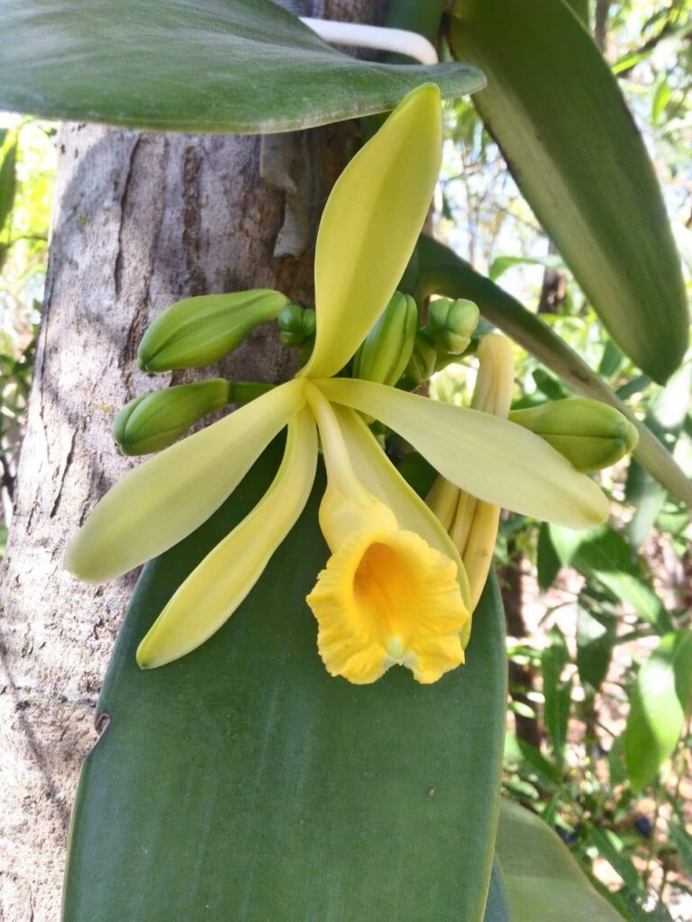 orquídea baunilha