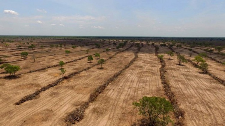 Deforestation in the Brazilian Cerrado