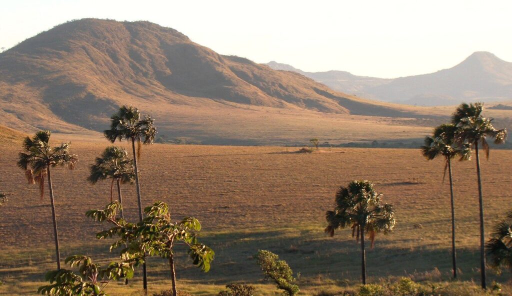 Cenário do cerrado brasileiro