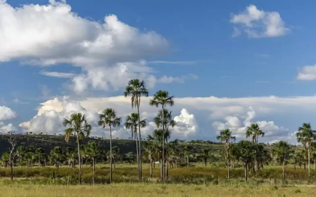 Cerrado plants and their medicinal properties