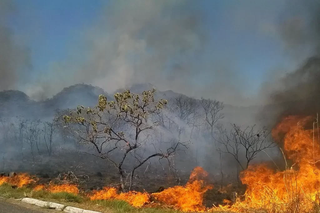 Deforestation in the Cerrado